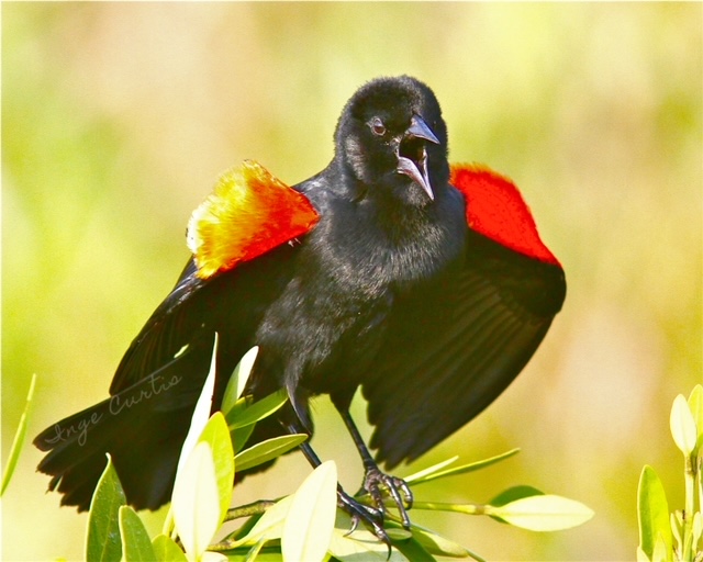 Red-winged Blackbird