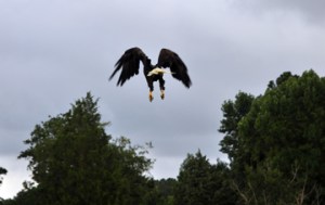Eagle take off-small