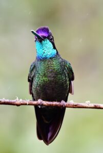 A Magnificent Hummingbird