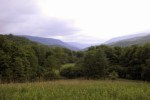 Forest Bathing