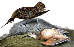 Last Flight of the Dough Bird (Eskimo curlew)