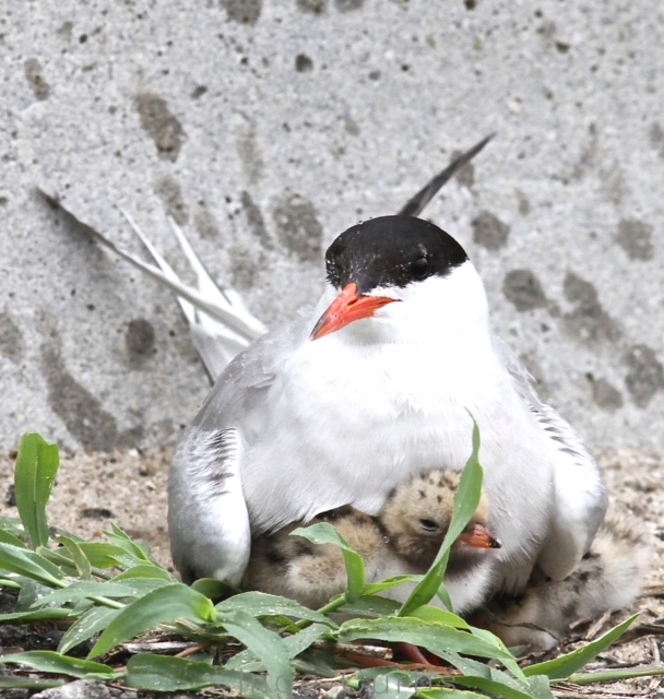 Common Tern