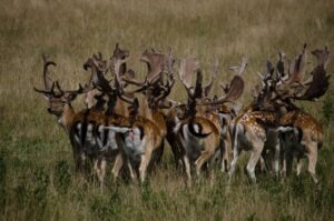 Into the Wild at Knepp Estate