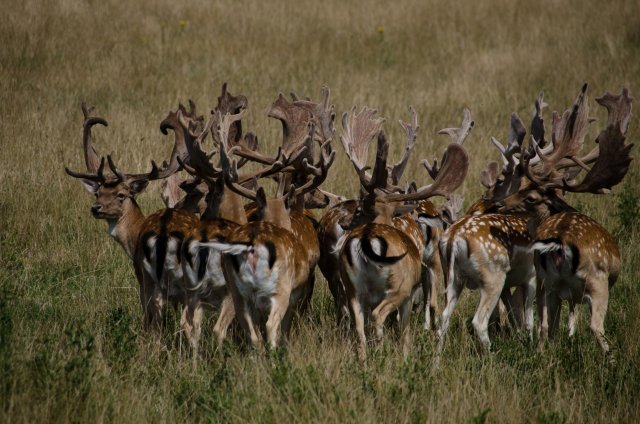 Into the Wild at Knepp Estate