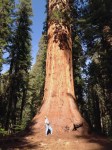 Giant_sequoia