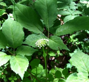 Ginseng. Courtesy C.C. Flinn