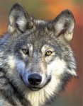Gray wolf