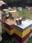 Hive-ho in a bee yard