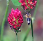 honey bee visiting red clover