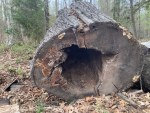 Why So Many Hollow Trees?