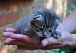 Tabby kitten