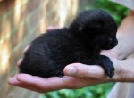 black kitten