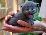 gray kitten