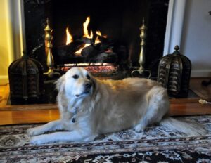 The Wolf Sharing my Fire