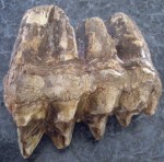 Mastodon tooth
