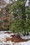 Snow disappears first under trees