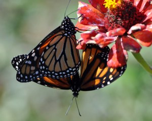 Virginia Nature Journal for June