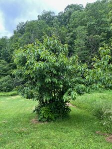De-extinction of American Chestnuts
