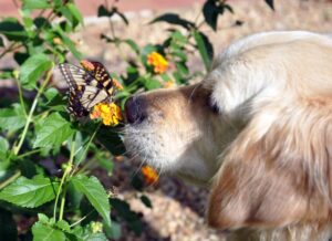 Nose to Proboscis