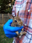 Peter Rabbit