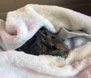 Cottontail rabbit