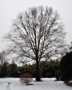 oak tree