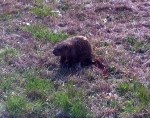 Rabid Groundhog Attack