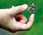 Red admiral butterfly