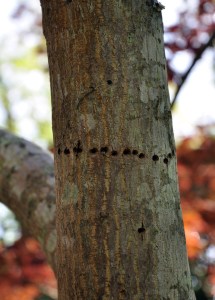 Girdling the Maple
