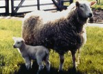 Fertility owes Preservation to a Sheep