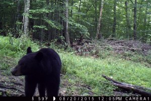 Bearly in Spitting Distance