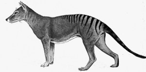 Thylacine-a portrait