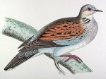 Turtle dove