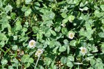 Dutch white clover crouches low